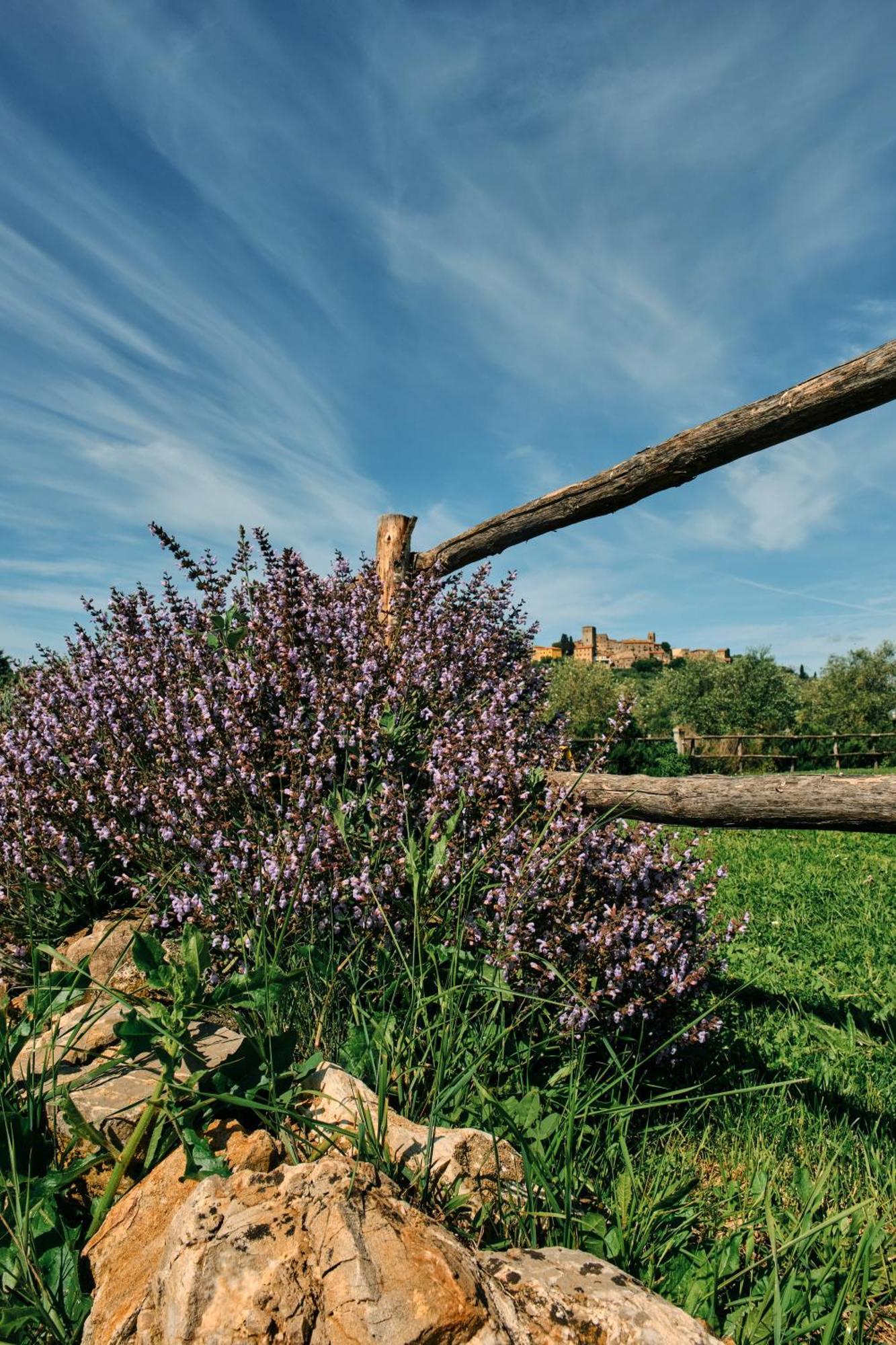 8380 Agriturismo Il Saragiolo Манчіано Екстер'єр фото